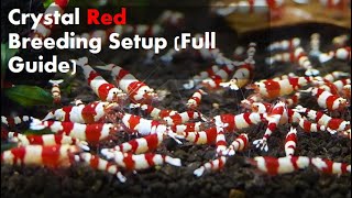 Caridina Shrimp Crystal Red Breeding Tank Setup [upl. by Ereynihc213]