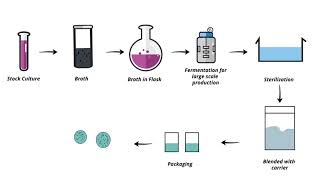 Flow Chart of Standard Bacterial Biofertilizer Production [upl. by Drawde]