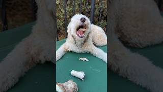 Mini Goldendoodle vs Bones [upl. by Gilemette135]