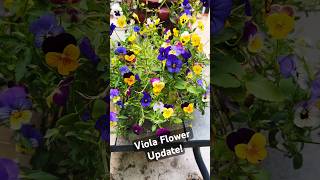 Viola Flower Update pollinatorgarden [upl. by Hilarius]