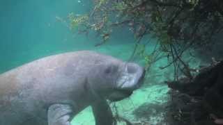 Fort Pierce Manatee Educational Video [upl. by Aisatsana]