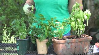 How to Harvest Parsley  Garden Space [upl. by Anaynek]