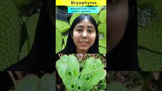 Difference Between Bryophytes And Pteridophytes  Key Points  Biology  Class 11  Adhyayanta [upl. by Sana582]