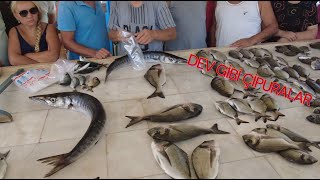 ÖZDERE MEZATI YİNE BİR HARİKAYDI  DEV GİBİ ÇİPURALAR  fish deniz seafood [upl. by Aldridge302]