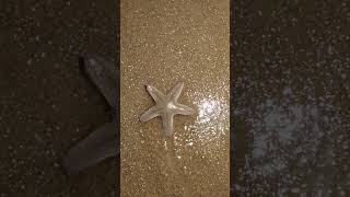 Star Fish Mandarmani Seac Beach [upl. by Eendyc]