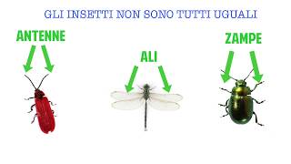 Gli invertebrati parte 2  videolezione di scienze [upl. by Landry]