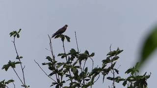 Greyfaced Buzzard Calling サシバ（野鳥）がトチノキの樹冠で鳴く♪ [upl. by Eirb704]