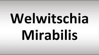 How to Pronounce Welwitschia Mirabilis [upl. by Lilllie69]