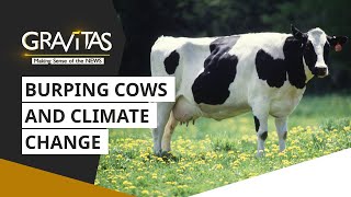 Gravitas Burping cows A major contributor to Methane emissions  Climate change  WION [upl. by Gunzburg]