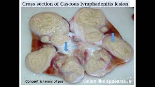 Caseous Lymphadenitis pathology pseudotuberculosis [upl. by Ytisahcal]