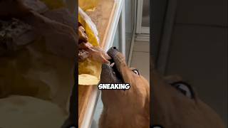 This Dog Got Caught Red Handed and Its Reaction Is Hilarious 😂 [upl. by Eilrac]