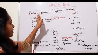 Shikimic acid pathway [upl. by Eul]