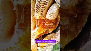 Extreme Honeycomb harvesting 🍯Harvesting honey from beehive 🐝 EP103 trending shorts satisfying [upl. by Alliber]