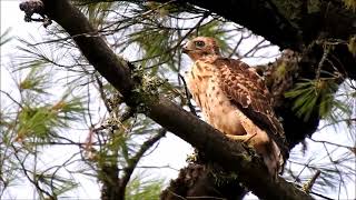 Broadwinged hawk fledgling looking around 22124 [upl. by Priebe449]