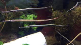 Jual ikan tangkur air tawar pipefish freshwater [upl. by Alletniuq51]