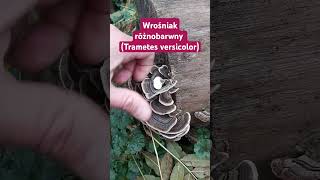 Wrośniak różnobarwny Trametes versicolor pawi ogon grzyb o prozdrowotnych właściwościach shorts [upl. by Anette]