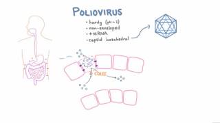 Polio Pathophysiology [upl. by Hyacinthia906]