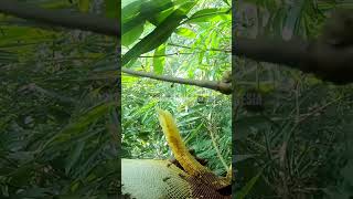 Panen madu hutan liar part 479 shorts [upl. by Yedarb367]