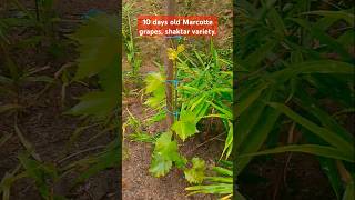 Grapes 🍇 Marcotte 10 days old shaktar variety trending farming nature garden short [upl. by Edrick]