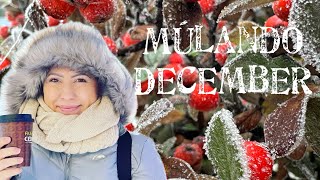 ✨DECEMBER TE CSODÁS 🌲 [upl. by Sibel]