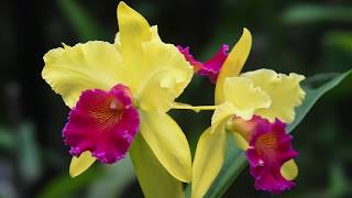 Growing and Repotting Cattleya Orchids [upl. by Meggs]