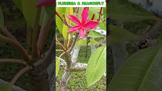 Beautiful PLUMERIA Frangipani Flower and Dragonfly plumeria plumeriaflower frangipani [upl. by Yrogerg545]