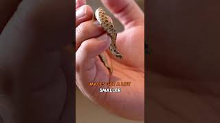 🚨 What Is A Hognose hognosesnake hognose reptile reptiles reptilesofyoutube [upl. by Enneles]