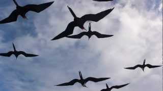 Magnificent Frigatebird Fregata magnificens [upl. by Mackey]