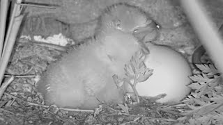 Owlets First Night Highlights From The Great Horned Owl Nest – April 5 2024 [upl. by Tabbatha872]