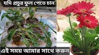 বাড়িতে প্রচুর জারবেরা ফুল ফোটাতে এখনি এই কাজ কারুন ।Best Method For Gerbera Flower Plant [upl. by Kate291]