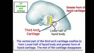 Development of Pharyngeal and aortic arches [upl. by Arabella]