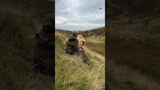 The ULTIMATE steadiness test Working Labradors on a partridge shoot full 2 min video out now [upl. by Ellehc]