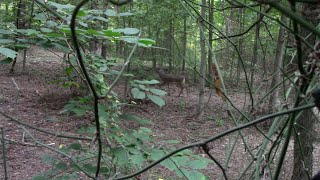 Early Season Southern Indiana Deer Hunting [upl. by Pooley333]