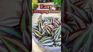 how to propagate Tradescantia Zebrina shorts propagation plants [upl. by Nigam497]