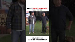 How to stop a dog from lunging at people dog dogtraining cesarmillan [upl. by Aleyak]