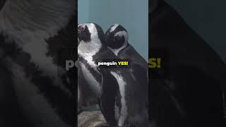 Penguins secret to love… ❤️🐧penguin love facts proposal [upl. by Florella]