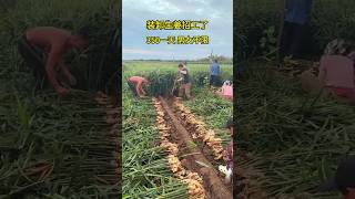 Harvesting ginger china shorts agriculturemodernfarmeryoutbeshortsnoamanreactioncropmanagement [upl. by Herrle]