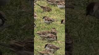 a delightful group of small brown sparrows as they enjoy life birds birdsoundscape [upl. by Longawa]