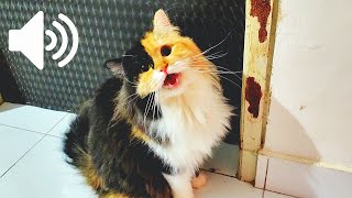 1 HOUR FEMALE CAT IN HEAT MEOWING MATE CALLING  PRANK YOUR PETS [upl. by Alomeda]