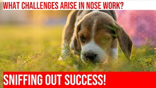 Troubleshooting Nose Work Training for Beagles [upl. by Janka]