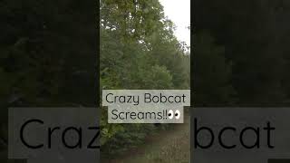 Crazy Bobcat Screams🤦‍♂️👀 [upl. by Alleroif]