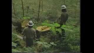 Valentine Logging  Coffman Cove Alaska  1983 [upl. by Leaj804]