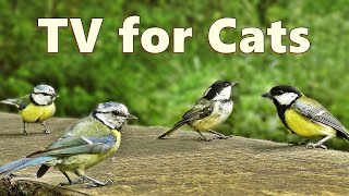 Cat Games  Birds Chirping for Cats  Cat TV Videos [upl. by Daigle]