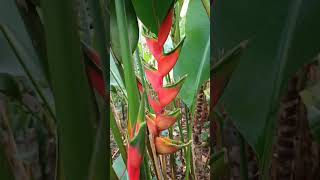 Heliconia bihai [upl. by Nalced197]