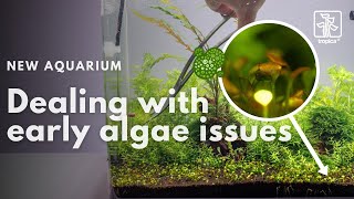 New Aquarium  How to deal with early algae issues [upl. by Noonan792]