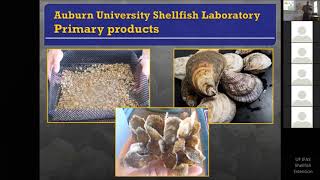 Shellfish Hatchery Experiences with Scott Rickard Auburn University Shellfish Lab [upl. by Noraj]