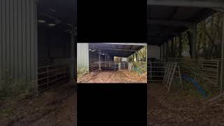 Darcy goes for a walk to see the Belted Galloways in the shed [upl. by Idnir58]