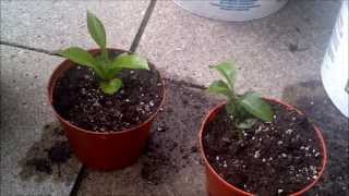 Transplanting my citrus trees [upl. by Rotceh]