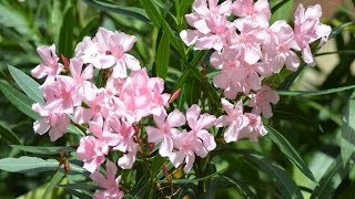 ADELFA O LAUREL DE FLOR Nerium oleander ARBOLES Y ARBUSTOS [upl. by Bitthia190]