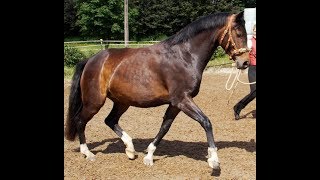 Lunging with the cavesson basic communication basics in shoulder control [upl. by Ketchan]